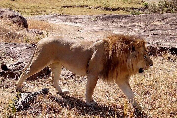 4 Day Group Safari Masai Mara & L Nakuru-4 WD