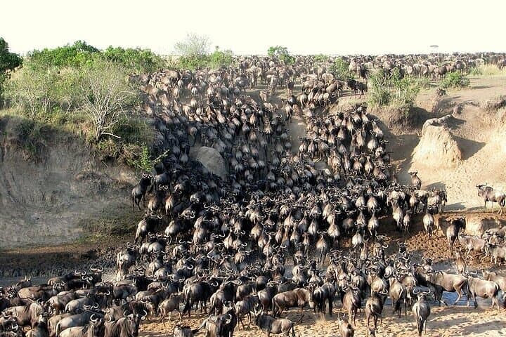 3 Day Masai Mara Safari Mid Range Accommodation