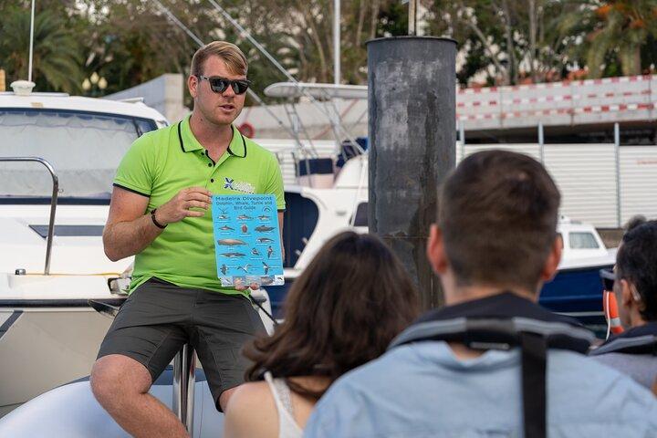 Dolphins and Whales Watching Tour by RIB boat in Funchal