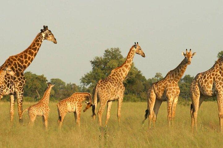4 Day Garden Route Tour from CapeTown Small Group Hiking and Game