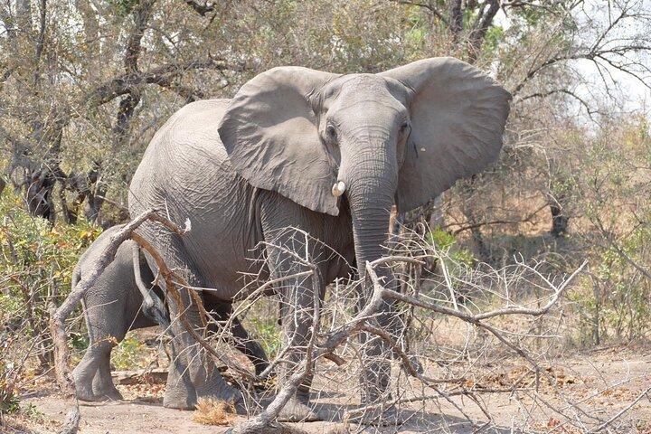Walking Safari of Mosi-oa-Tunya National park, Livingstone Zambia