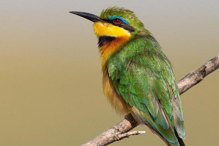 Walking Safari of Mosi-oa-Tunya National park, Livingstone Zambia