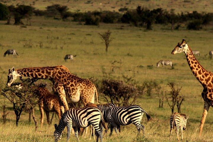 Half Day Tour to Hluhluwe Imfolozi from Richards Bay