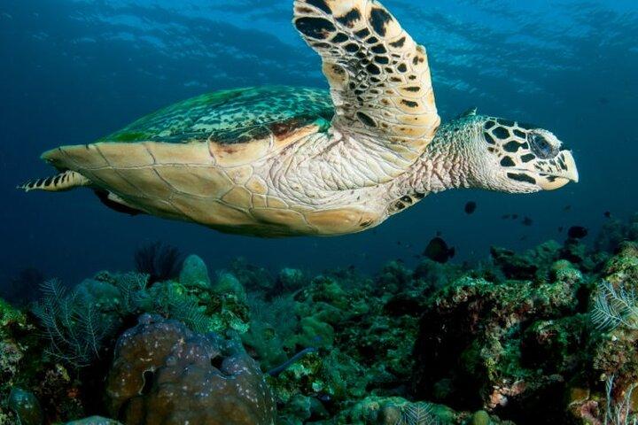 Daymaniyat Islands Oman Sharing Tour