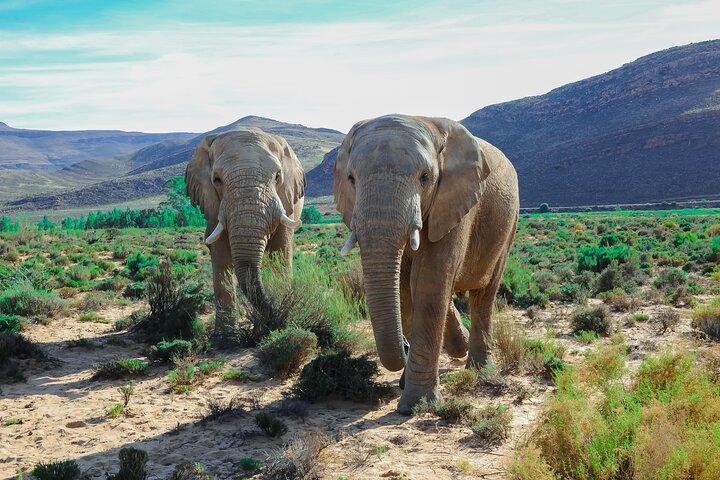 Big 5 Safari Aquila Full Day Private Return From Cape Town