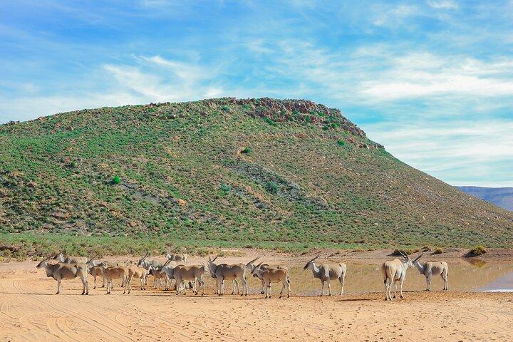 Big 5 Safari Aquila Full Day Private Return From Cape Town