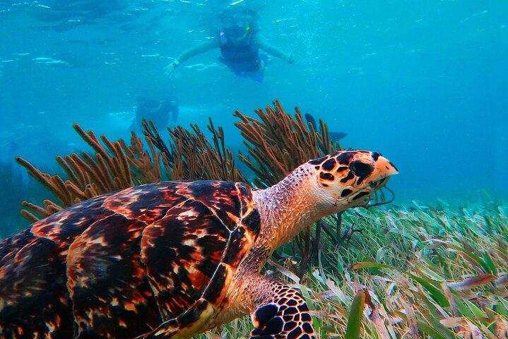 Ultimate 5x1 Combo with ATV, Ziplines, Cenote & Reef Snorkeling