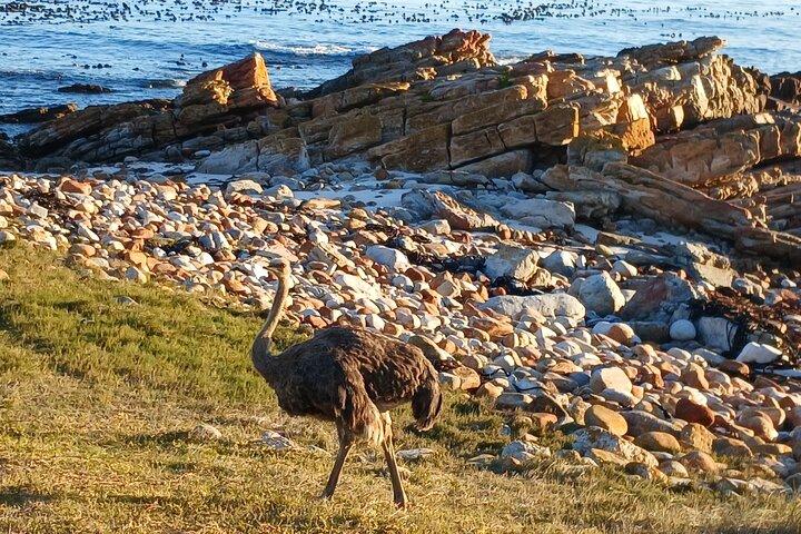 TheMajestic TableMountain Shared Tour,Penguin&Cape Point Full-Day