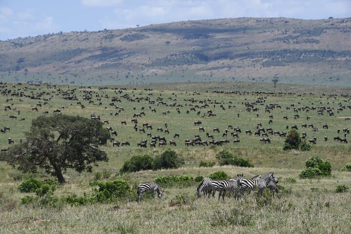 5 Day Tour of Lake Naivasha Lake Nakuru and Masai Mara Reserve