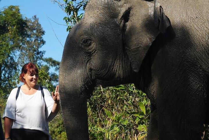 Angkor Wat Temples & Kulen Elephant Forest Day Tour