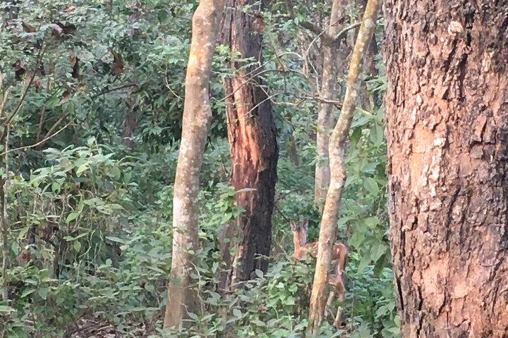 2 Night 3 Days Chitwan Jungle Safari Tour from Kathmandu