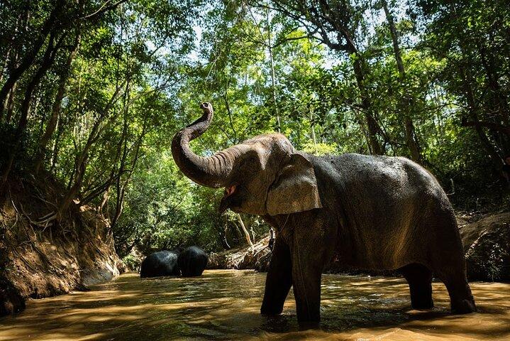 Angkor Wat Temples & Kulen Elephant Forest Day Tour