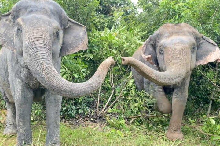 Angkor Wat Temples & Kulen Elephant Forest Day Tour