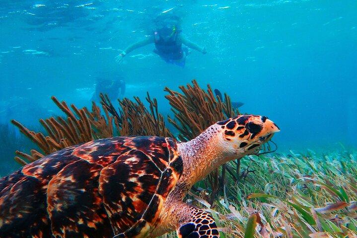 Puerto Morelos Snorkel, Town Walk, Tequila Tasting & Beach Lunch