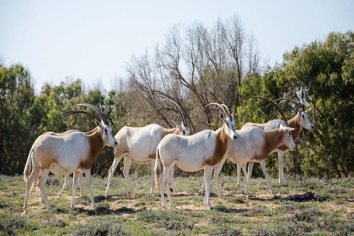 Explore Agadir wildlife national park safari with lunch & pickup
