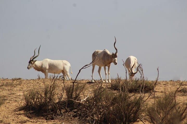 Explore Agadir wildlife national park safari with lunch & pickup