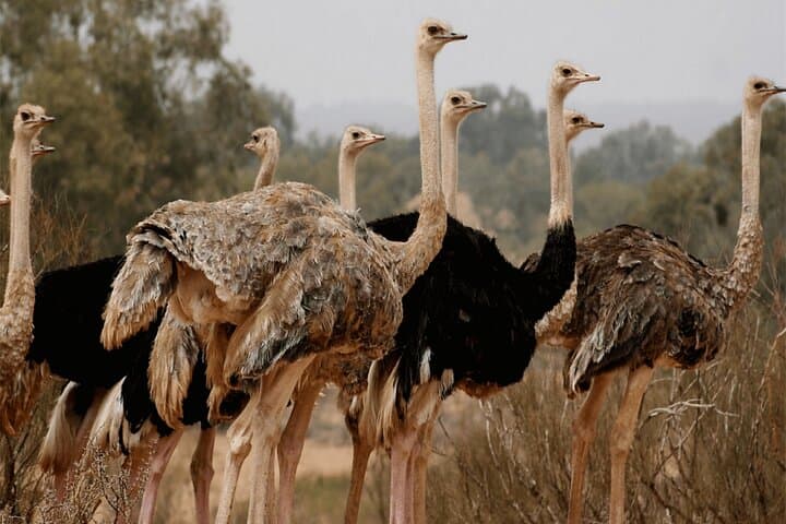 Explore Agadir wildlife national park safari with lunch & pickup