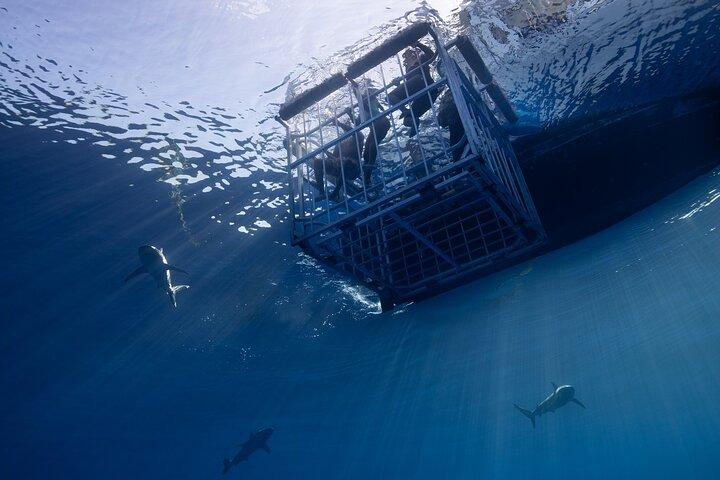 Oahu: North Shore Shark Cage Diving