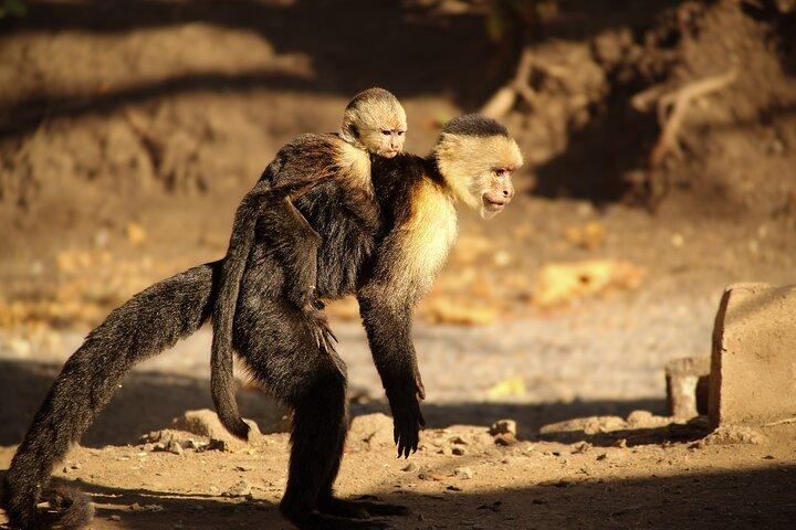 Jaco’s Wild Morning: Monkeys, Crocodiles and Local Flavors