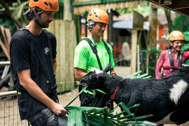 5 Line Jungle Zipline Eco Adventure