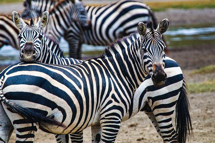 Day Tour to Tarangire National Park from Arusha