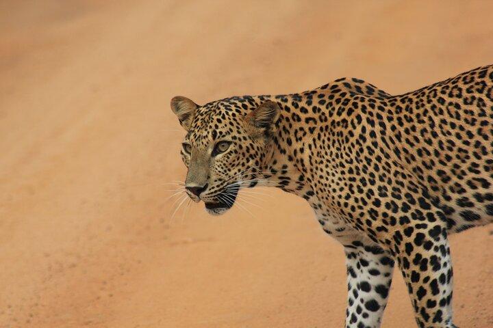From Ella:Shuttle to Tangalle/Mirissa/Galle with Yala Safari Tour