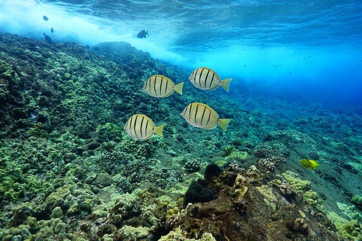 Maui Magic Adventure Snorkel: Molokini Crater and Turtle Stop