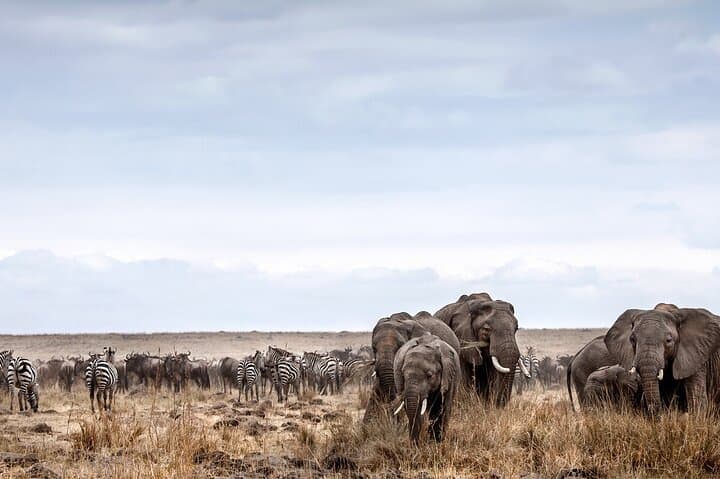 6 Day Best of Kenya and Tanzania Masai Mara Serengeti Ngorongoro