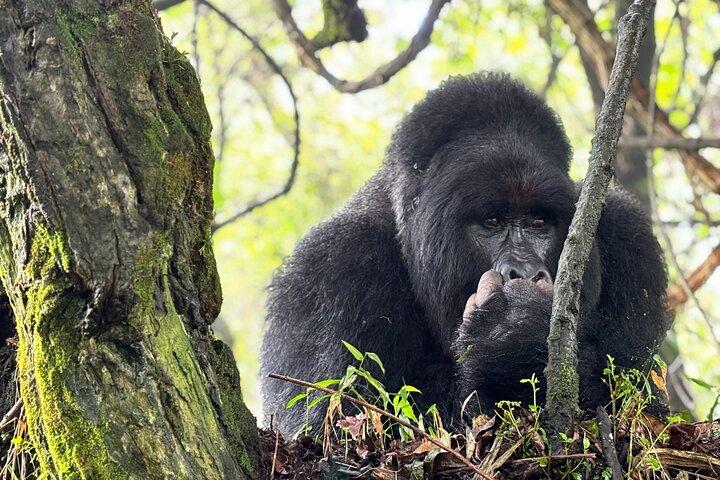Private Gorilla Trekking Transfer from kigali to Volcanoes N.Park