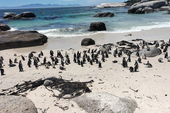 Private Boulder Beach Penguins and Table Mountain Half-Day Tour