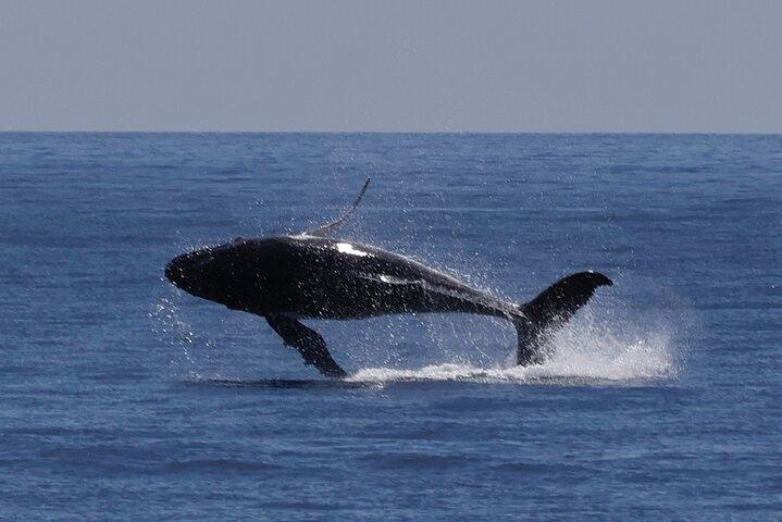 Augusta Whale Watching Tour