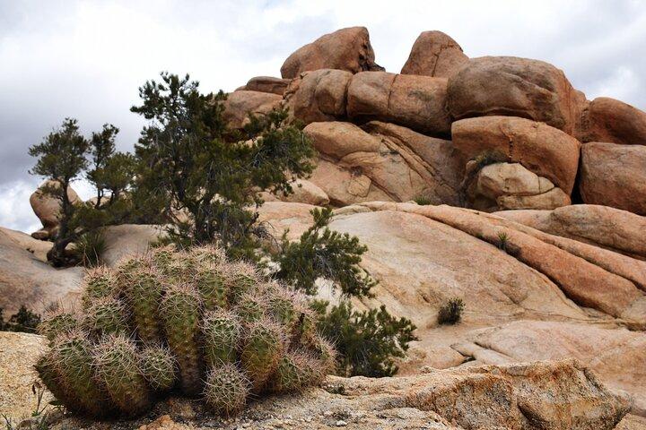 Joshua Tree's Hidden Valley Self-Guided Walking Tour
