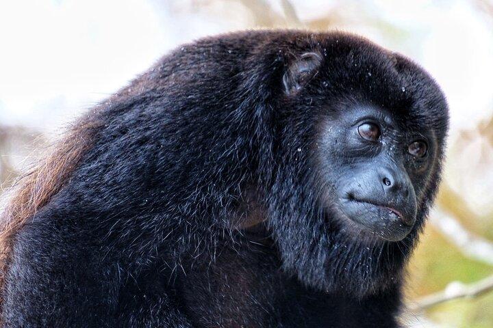 Guided boat tour on the Panama Canal and visit the wildlife