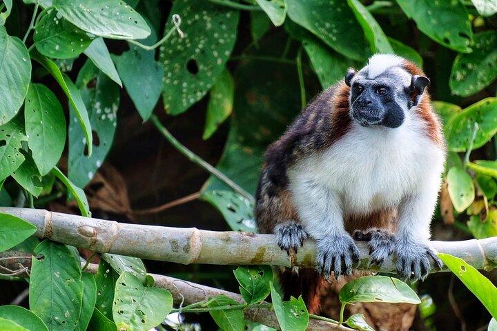 Guided boat tour on the Panama Canal and visit the wildlife