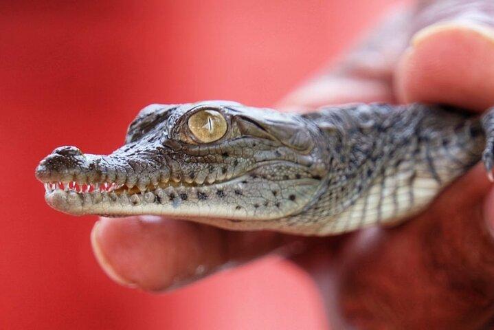 Guided boat tour on the Panama Canal and visit the wildlife