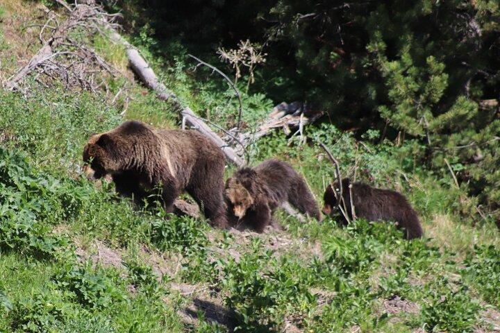 Full Day Yellowstone National Park Tour with lunch included