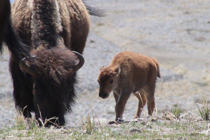 Full Day Yellowstone National Park Tour with lunch included