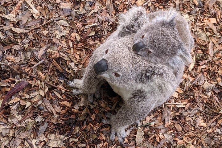 Koala & Kangaroos Experience, Waterfalls and Scenic Train Journey