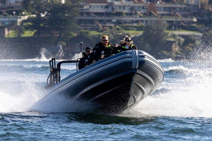 Sydney Whale Watching on ORCA Small RIB