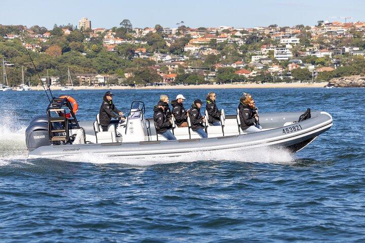 Sydney Whale Watching on ORCA Small RIB