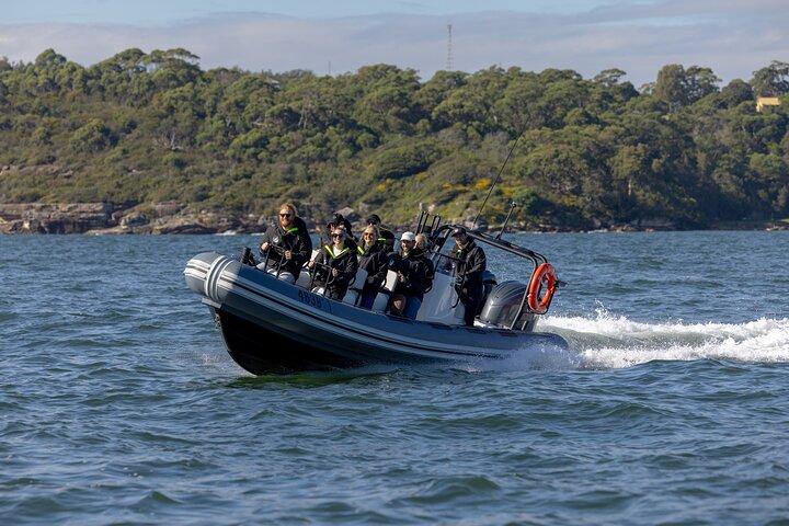 Sydney Whale Watching on ORCA Small RIB