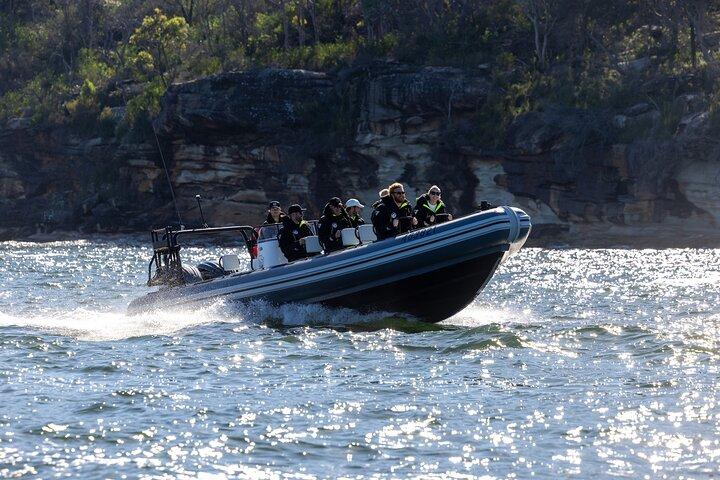 Sydney Whale Watching on ORCA Small RIB