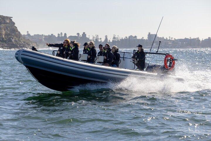 Sydney Whale Watching on ORCA Small RIB