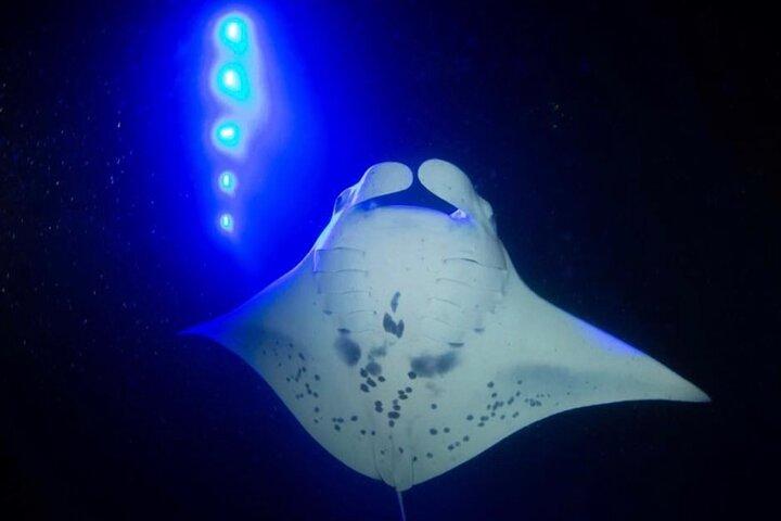 KONA Manta Ray Night Snorkel - FREE re-ride if no Sightings