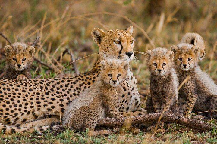 From Plains to Crater: 3-Day Mixed Safari in Northern Tanzania -