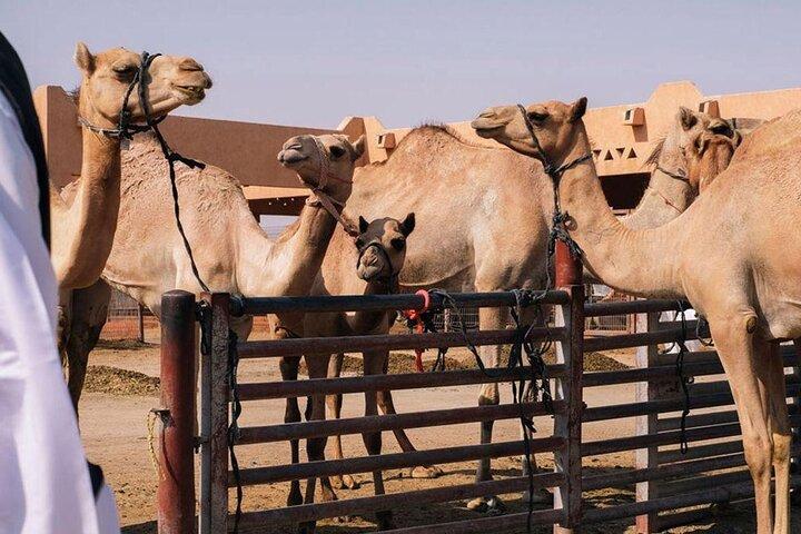 Private Al Ain City Tour with traditional Lunch