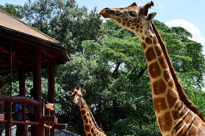Nairobi Guided Day Tour to Giraffe Center With Entry Ticket