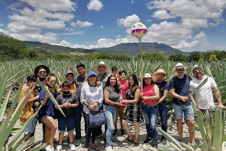 Distillery Tour and Agave Fields by Mal de Amor Mezcal