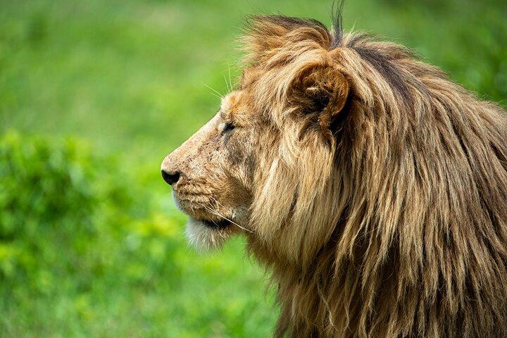 Adventure Day Trip to Ngorongoro Crater with Picnic Lunch