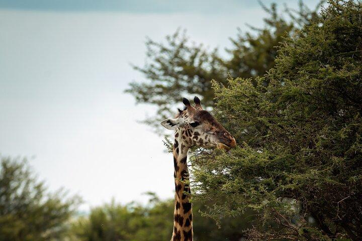 Adventure Day Trip to Ngorongoro Crater with Picnic Lunch